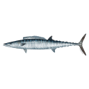 wahoo-fish emoji